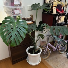 鉢植え
の画像