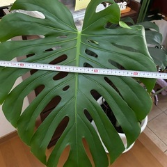 鉢植え
の画像