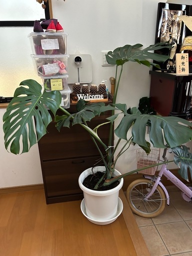 鉢植え
