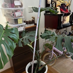 鉢植え
の画像