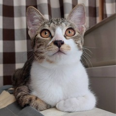 甘えん坊で脚にスリスリ幸せのカギしっぽ💖【5ヶ月メス】