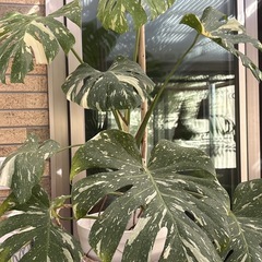 斑入りモンステラの画像