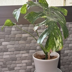 斑入りモンステラの画像