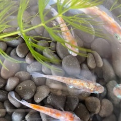 メダカ無人販売
の画像