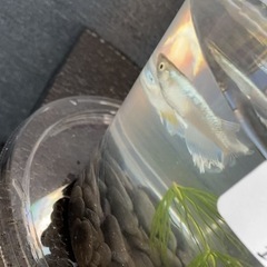 メダカ無人販売
の画像