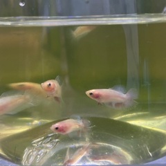 2cm 赤ちゃんベタ 1匹200円、100匹15000円　「熱帯魚」の画像