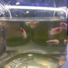 2cm 赤ちゃんベタ 1匹200円、100匹15000円　「熱帯魚」の画像