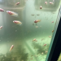 2cm 赤ちゃんベタ　ぶち模様　1匹150円　「熱帯魚」数量限定の画像