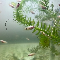 2cm 赤ちゃんベタ　ぶち模様　1匹150円　「熱帯魚」数量限定の画像