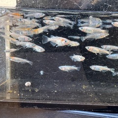 メダカ　アマテラスEVO 画像すべての画像