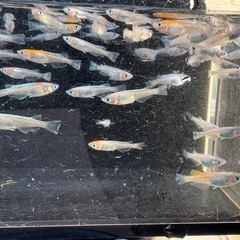 メダカ　アマテラスEVO 画像すべての画像
