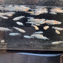 メダカ　アマテラスEVO 画像すべての画像
