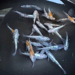 メダカ　戎（えびす）　画像すべての画像