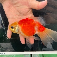 ジャンボオランダ　ペアの画像
