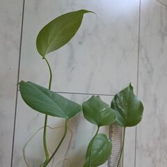 斑入りモンステラの画像
