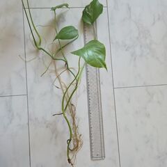 斑入りモンステラの画像