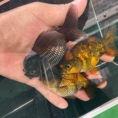 オランダショート　ペアの画像
