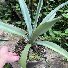 アガベ☆アメリカーナ☆2株☆中株の画像