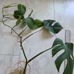 モンステラ葉大きいの画像
