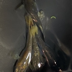 鴉煤(からすす)　メダカ　1ペア＋2匹の画像