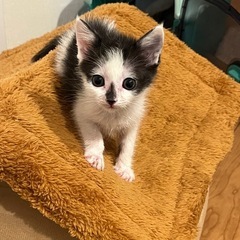 「母猫とはぐれた小さな命🐱 今は人が大好きな甘えん坊に✨」