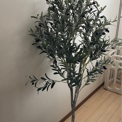 造花のオリーブツリーの画像