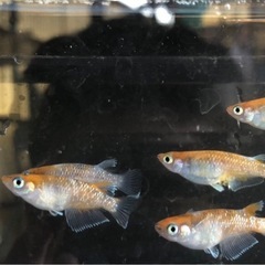 めだか（メダカ）朱光菊　6匹の画像