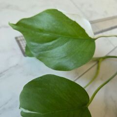 斑入りモンステラの画像