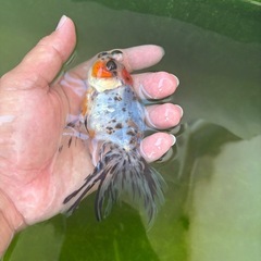 金魚の画像