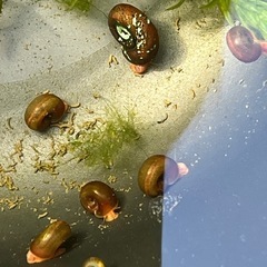 【レッドラムズホーン 100匹】活き餌 コケ取りの画像