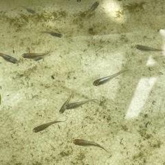 ネプチューンメダカ　　
の画像