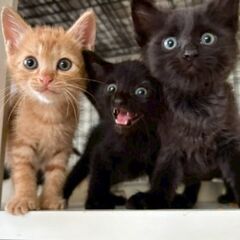 TNRのリターン時に保護した可愛い５匹の子猫【9月21日(日曜日...
