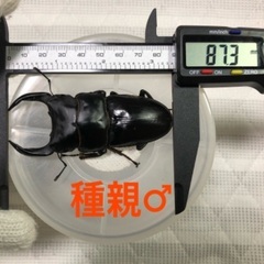 能勢YG血統 国産オオクワガタ 初令〜2令幼虫 5頭 ♂87.3㎜×♀50.7㎜ 120cc菌糸プリンカップ入の画像