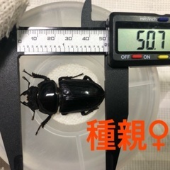 能勢YG血統 国産オオクワガタ 初令〜2令幼虫 5頭 ♂87.3㎜×♀50.7㎜ 120cc菌糸プリンカップ入の画像