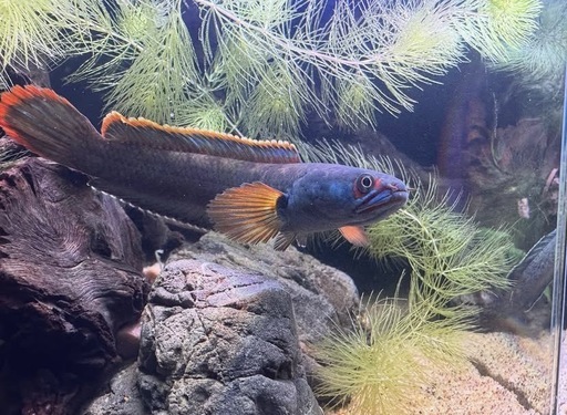 激安　極美　本日限り値下げ　スネークヘッド　アイズファイヤー　 熱帯魚 アイズファイヤースネークヘッド 1匹 アナバス 歌舞伎 生体 