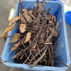 伐採竹　屋外放置　枯竹　廃材　の画像