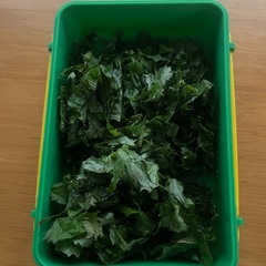 大葉あげます。の画像