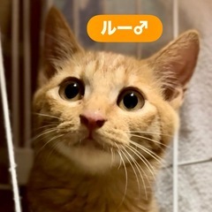 【トライアル中】丸ドラの男の子❤️ルーくん
