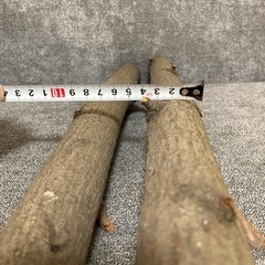グミの木の画像