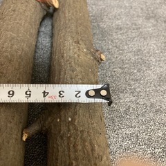 グミの木の画像