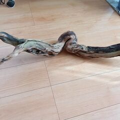 水槽用流木をお譲りします。の画像