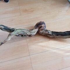 水槽用流木をお譲りします。の画像