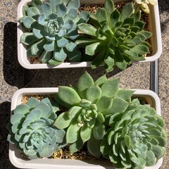 エケベリアその他多肉植物の画像