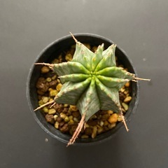 多肉植物　ユーフォルビア　ホリダの画像