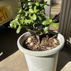 お金になる木
の画像