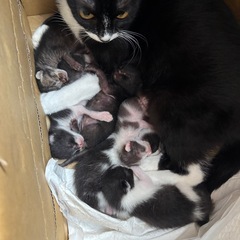 母親猫も保護してます。子猫🐈‍⬛居ます。