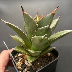 多肉植物　アガベ　チタノタ　小島の画像