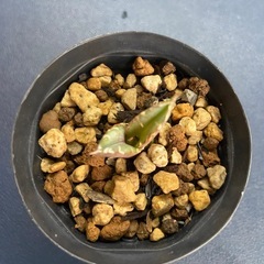 多肉植物　アガベ　チタノタ　レットキャットウィーズル 赤猫④の画像