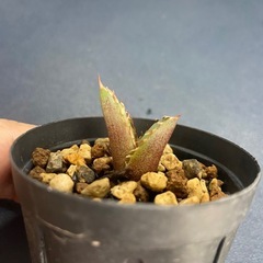 多肉植物　アガベ　チタノタ　レットキャットウィーズル 赤猫④の画像