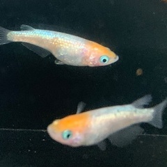 25-4 厳選 メダカ　王華　1ペア (画像個体現物)の画像